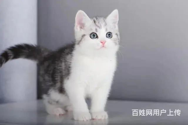 哪里有美短起司 加白卖的 美短价格多少 包纯种健康 - 图片 2