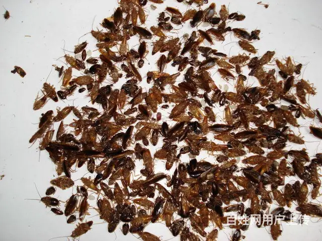 绵竹灭鼠公司绵竹灭蟑螂杀蚊虫方法 - 图片