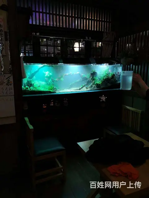 苏州鱼缸清洗，鱼缸养护，鱼缸定制 - 图片 5