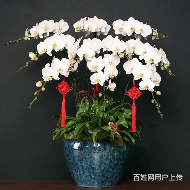 武汉办公室植物租赁室内花卉出租，武汉写字楼绿植租售 - 图片