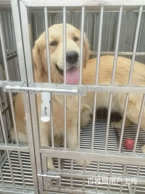 双血统纯种金毛犬一公一母出售 - 图片 2