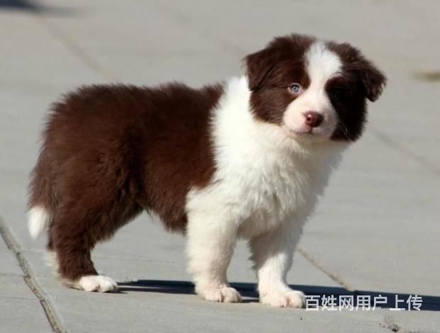 邊境牧羊犬 極高品質 精品幼犬待售的圖片