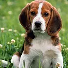 【首选推荐】东至本地比格犬价格，本地哪儿可以买到比格犬