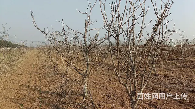 果园免费转让 - 图片 5