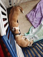 出售柯基幼犬