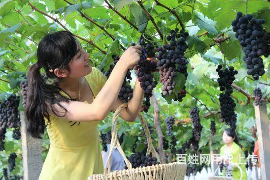 昌黎海边住宿【翡翠轩农家院】昌黎葡萄沟翡翠轩农家院 - 图片 2