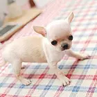 定西【*推荐】吉娃娃犬舍‖吉娃娃养殖场