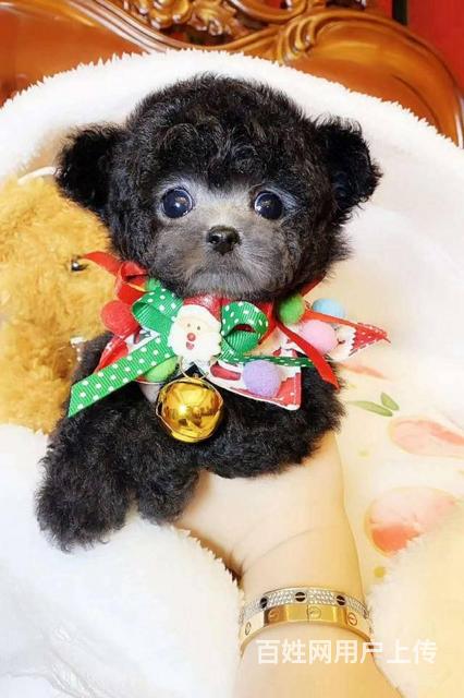 【图】- 泰迪幼犬 茶杯泰迪犬出售 纯种泰迪犬价格 - 北京朝阳双桥