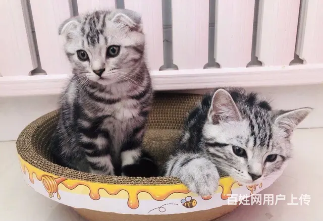 白城出售纯种美短猫 包健康 无病无癣 活泼可爱 - 图片 1