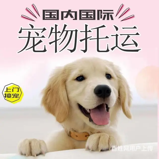 南充宠物托运 （猫狗活体运输）宠物快递至全国 - 图片 3