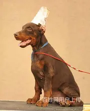 九江上哪家店可以买到杜宾纯种杜宾多少钱