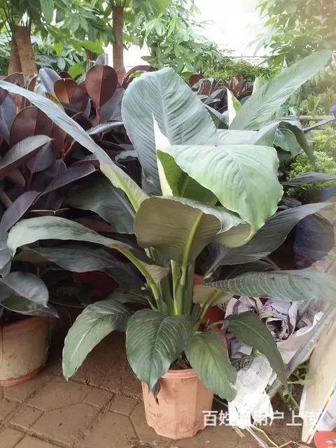 淄博花卉租凭/淄博绿植出租/淄博绿植租摆/ 园林 - 图片 4