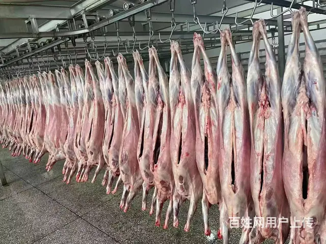 烧烤  羊肉串  盐池滩羊 - 图片 9