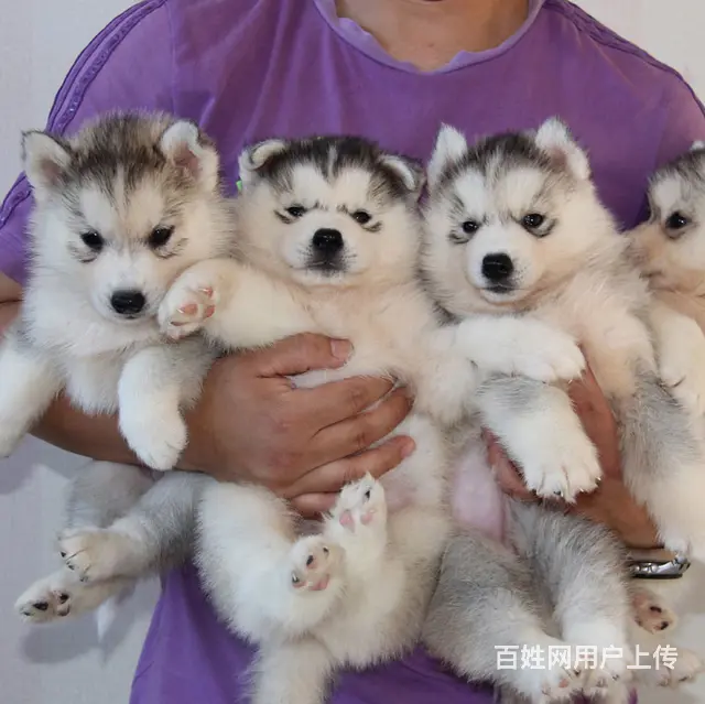 吕梁哪里有卖拉布拉多犬，拉布拉多市场价格 - 图片 1