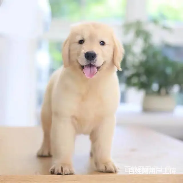 [货到付款犬舍]天门有金犬卖吗 金毛犬多少图 - 图片 3