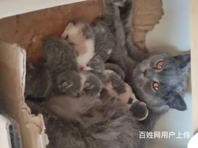 兴城家养蓝猫 - 图片 1