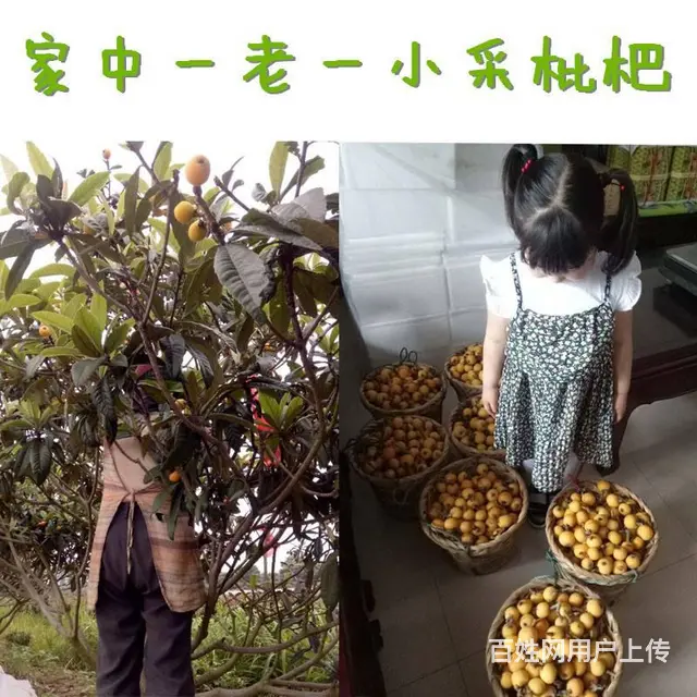 84颗中大果.本地苏州东山白玉白沙枇杷新鲜采摘 - 图片 2