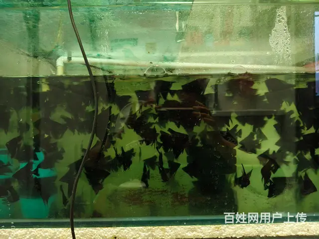 【搞定了！】墨燕鱼‘虎头拉丝纯墨燕魚 - 图片 3