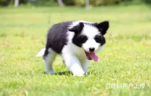 承德边牧怎么卖 纯种边牧 疫苗齐全 - 图片 1