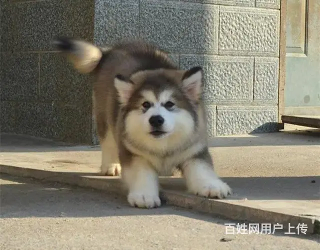 巨型阿拉斯加 购犬签订售后协议 保健康 - 图片 8