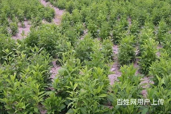 湖北百草堂苍术种植纯正驯化，上门提供成熟种植技术 - 图片 2
