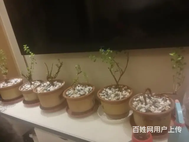 【搞定了！】枸杞苗绿植盆景枸杞树 - 图片
