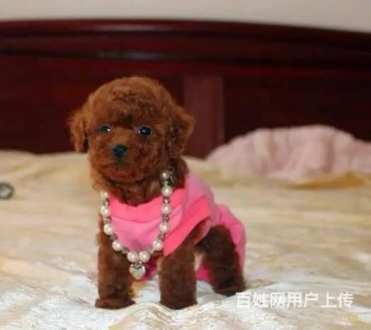 广州纯种贵宾犬价格 狗舍直销 包纯种健康签协议 - 图片 6