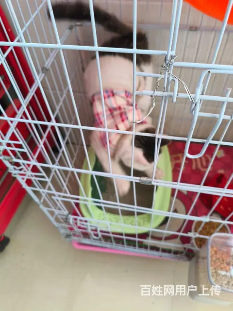 转让狸花猫一只带笼 - 图片 2