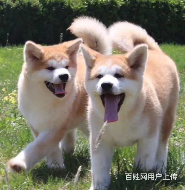 琼海【*推荐】秋田犬舍‖秋田养殖场 - 图片 4