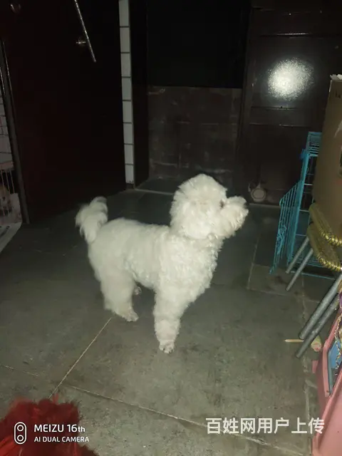 纯白比熊 - 图片 2