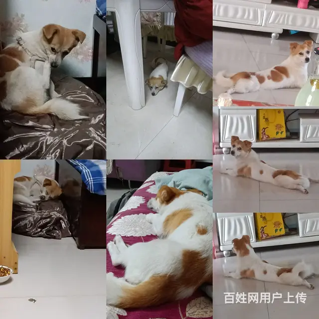 有偿寻狗，有偿寻狗 - 图片 2