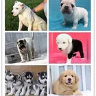 吕梁犬舍地址宠物狗价格