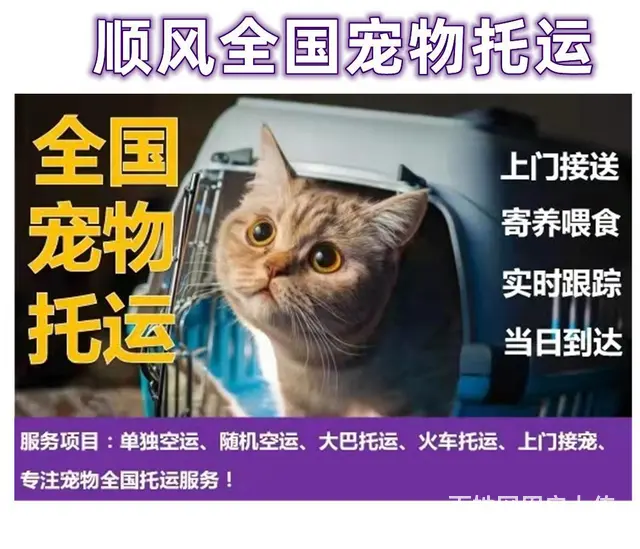 2022新线路安宁市到全国）宠物托运（猫狗）邮寄快递（宠物活 - 图片 5