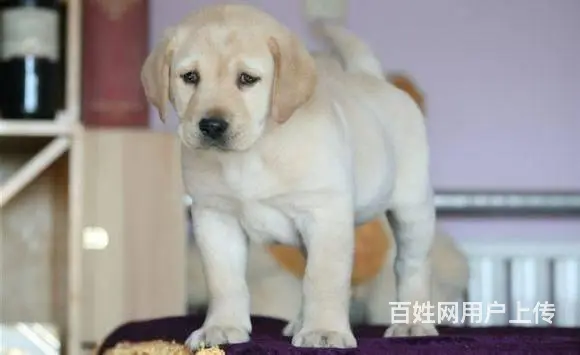 纯种拉布拉多幼犬 骨量大头版好 疫苗齐全 - 图片 5