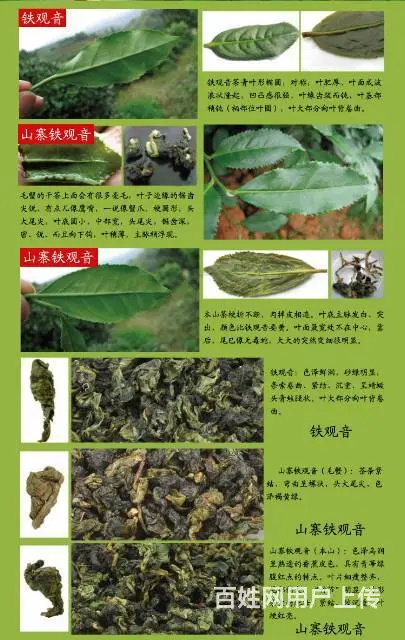 茶农自产自销价格实惠正品茶叶买1送1兼梨花木茶盘 - 图片 8