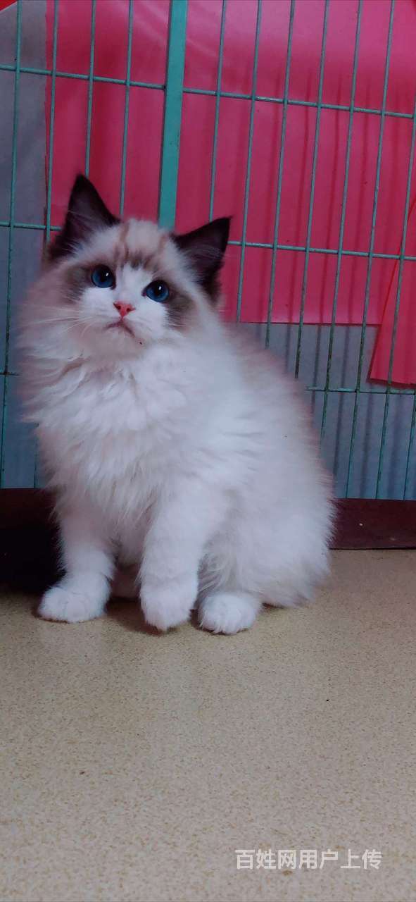 南京那有卖布偶猫的 布偶猫多少钱 布偶猫图片 温顺粘人