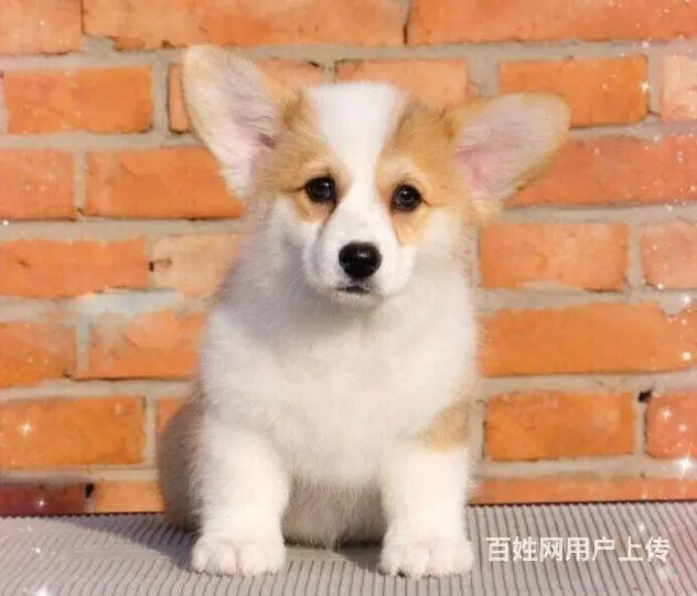 北京哪里有卖柯基犬的 质保签协议 - 图片 2