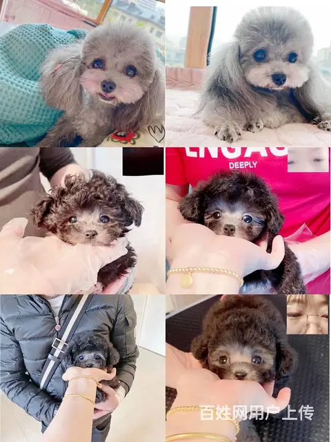 沈阳本土的灰泰迪犬舍 - 图片