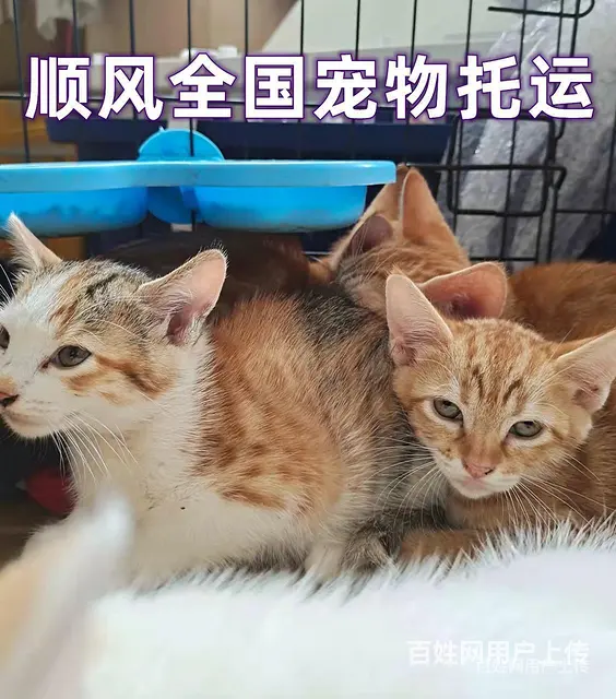 20022推荐）常州市到全国）宠物托运（猫狗）邮寄快递（宠物 - 图片 3