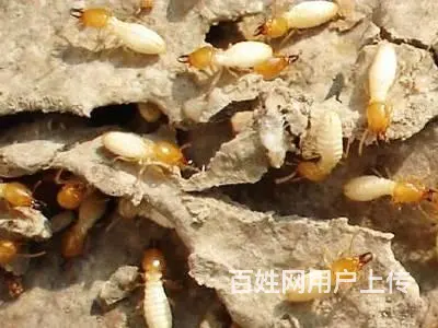 德阳灭飞蚂蚁白蚁防治黑色翅膀白蚁 - 图片 4