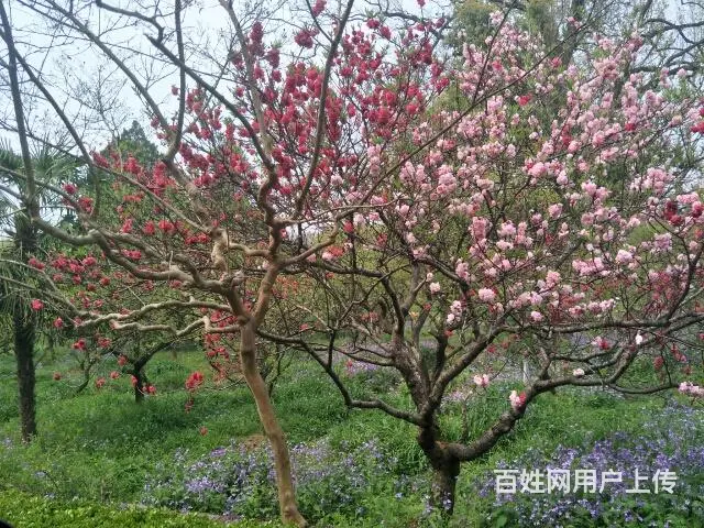中年离异女征婚找合适健康男士非诚勿扰！ - 图片