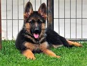 玉林【*推荐】德牧犬舍‖德牧养殖场