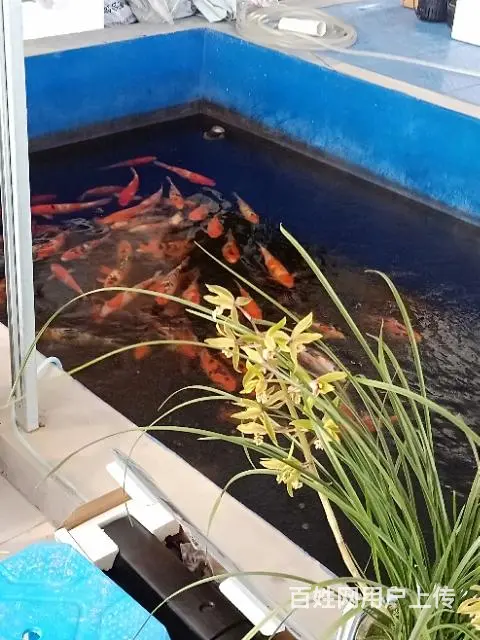 苏州永乐锦鲤常年出售锦鲤鱼 - 图片 9