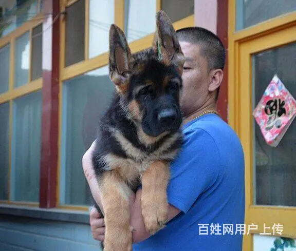 锤系德牧 极品德牧幼犬 签合同保健康 - 图片 3