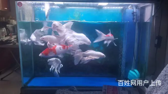 森森鱼缸 - 图片 1