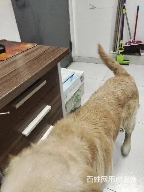 【搞定了！】免费赠送狗狗，唯一的要求送你之后不允许虐待他， - 图片 2