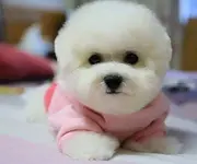 出售纯种比熊犬、比熊犬多少钱一只、包售后服务
