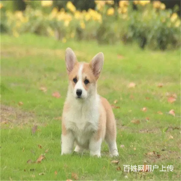 精品威尔士柯基犬出窝 三色柯基犬 纯种健康柯基犬 - 图片 5