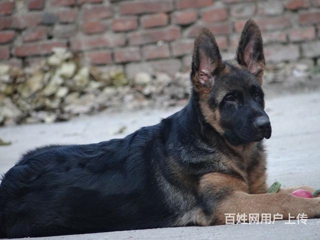 德國牧羊犬錘系東德西德血統幼犬包健康包純種