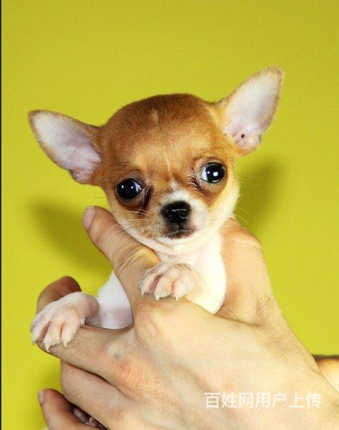 世界最小茶杯犬,墨西哥吉娃娃,苹果头,鲨鱼嘴,包活